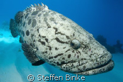 large cod in the northern great barrier reef, cod hole! N... by Steffen Binke 